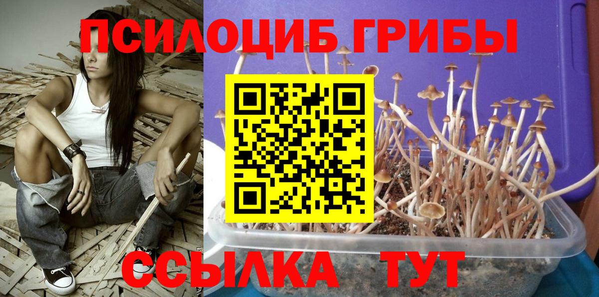 Псилоцибиновые грибы Cubensis  Галлюциногенные грибы GOLDEN TEACHER  Горячий Ключ  Вход с VPN 